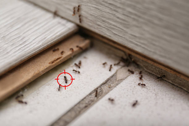  Richardson, TX Pest Control Pros
