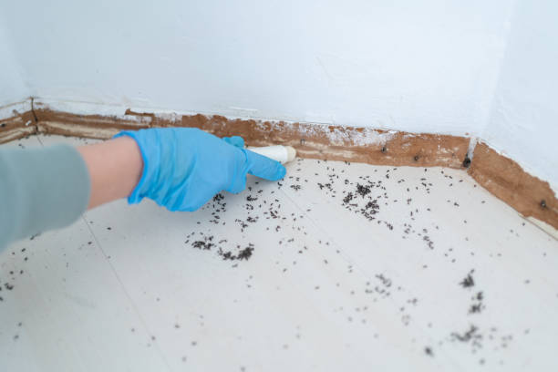 Insect Control in Richardson, TX